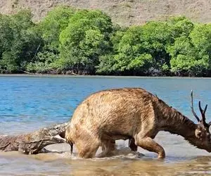 از جذابیت های حیات وحش؛ بز بی عار بشینه رو کومودو له میشه اما وایساد تا اژدها بخورتش