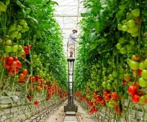 کشاورزی نوین؛ گوجه فرنگی هایی که با شرایط گلخونه ای پرورش یافتن عین گوشواره آویزونن