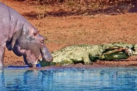 جذابیت حیات وحش؛ اسب آبی شیطون دم تمساح رو گاز مگسیش کنه