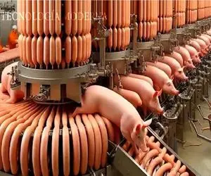 فرآوری خوک / جراحی صنعتی خوک برای استخراج حداکثری سود سوسیس