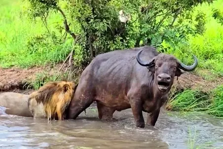 مستند حیات وحش؛ شیری که زیر یخم بوفالو گرفت تا وسط برکه بزنش زمین