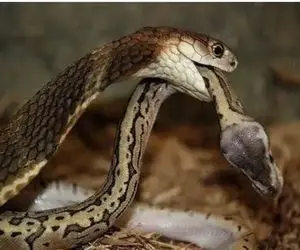 مستند حیات وحش؛ مار طعمه دیگه پیدا نکرد داداش رو خورد رقیبش نشه