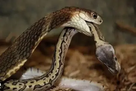 مستند حیات وحش؛ مار طعمه دیگه پیدا نکرد داداش رو خورد رقیبش نشه