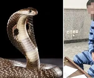 قتل برادرزاده به شیوه سریال پوست شیر با زهر مار افعی! / علت قتل