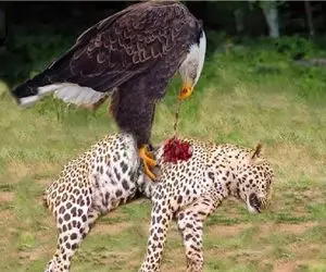 مستند حیات وحش / عقاب در جنگ یوزپلنگ رو سوراخ کرد