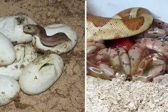 مارها چگونه تولید مثل می‌کنند؟ تخم‌گذار، زنده‌زا یا بچه‌زا؟ 