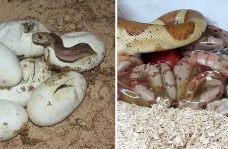 مارها چگونه تولید مثل می‌کنند؟ تخم‌گذار، زنده‌زا یا بچه‌زا؟ 