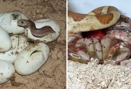 مارها چگونه تولید مثل می‌کنند؟ تخم‌گذار، زنده‌زا یا بچه‌زا؟ 