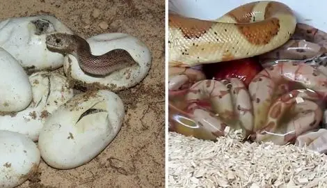 مارها چگونه تولید مثل می‌کنند؟ تخم‌گذار، زنده‌زا یا بچه‌زا؟ 