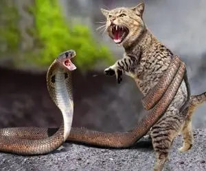 مستند حیات وحش؛ مار جنگلی اولین بار گربه خیابونی دیده به خیالش لقمه چپه ولی کور خونده