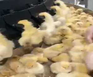 نبرد برای بقا؛ جوجه ها رو فله ای از ملاج واکسن زدن بعد تو حالت منگی رو هم تلنبار کردن