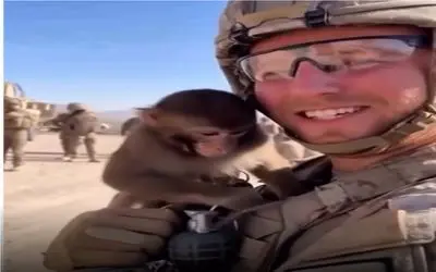 طنز حیات وحش؛ میمون احمق ضامن نارنجک صاحبشو کشید اشرف مخلقات رو به فنا داد