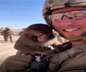 طنز حیات وحش؛ میمون احمق ضامن نارنجک صاحبشو کشید اشرف مخلقات رو به فنا داد