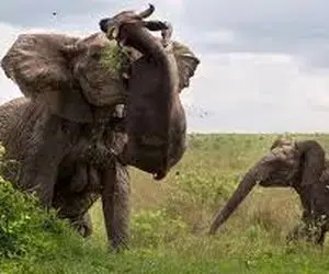 نبرد حیات وحش/درگیری شدید حیوانات سر شکار فیل و گاو وحشی به جون همدیگه افتادن