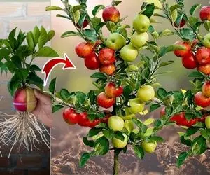 کشاورزی نوین؛ سیب زرد و قرمز رو از وسط نصف کردن با تخم مرغ به هم چسبوندنو پیوند زدن