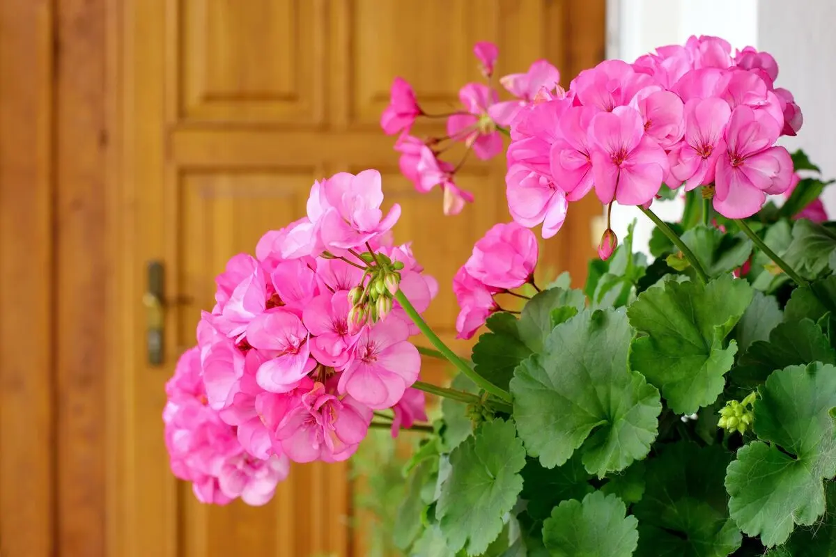 Geraniums-7