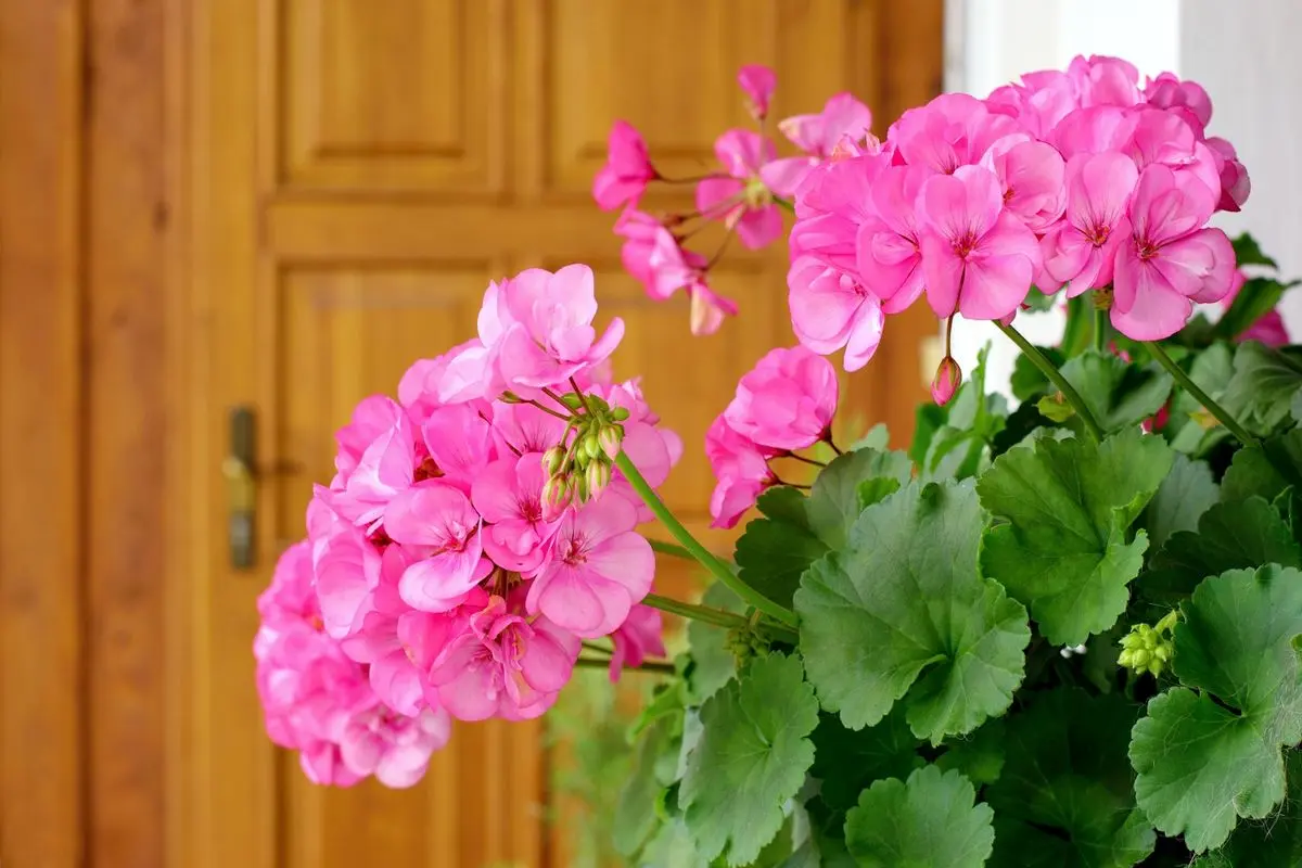 Geraniums-7