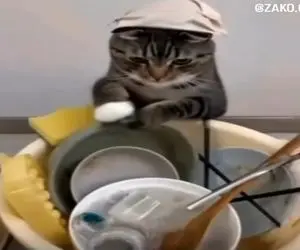 آواز احساسی؛ گربه ی کار هم اومد وسط، این بچه میو بامزه ظرف میشوره