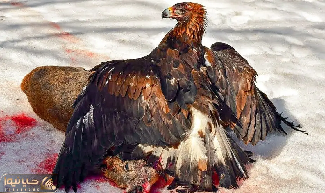 از جذابیت های حیات وحش؛ 15 صحنه ای که عقاب سنگدل بیرحمانه طعمه هاشو تیکه پاره میکنه