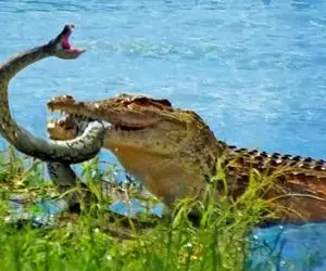 بدایع حیات وحش؛ کروکودیل پیتون رو مثل شلنگ رو هوا می چرخونه