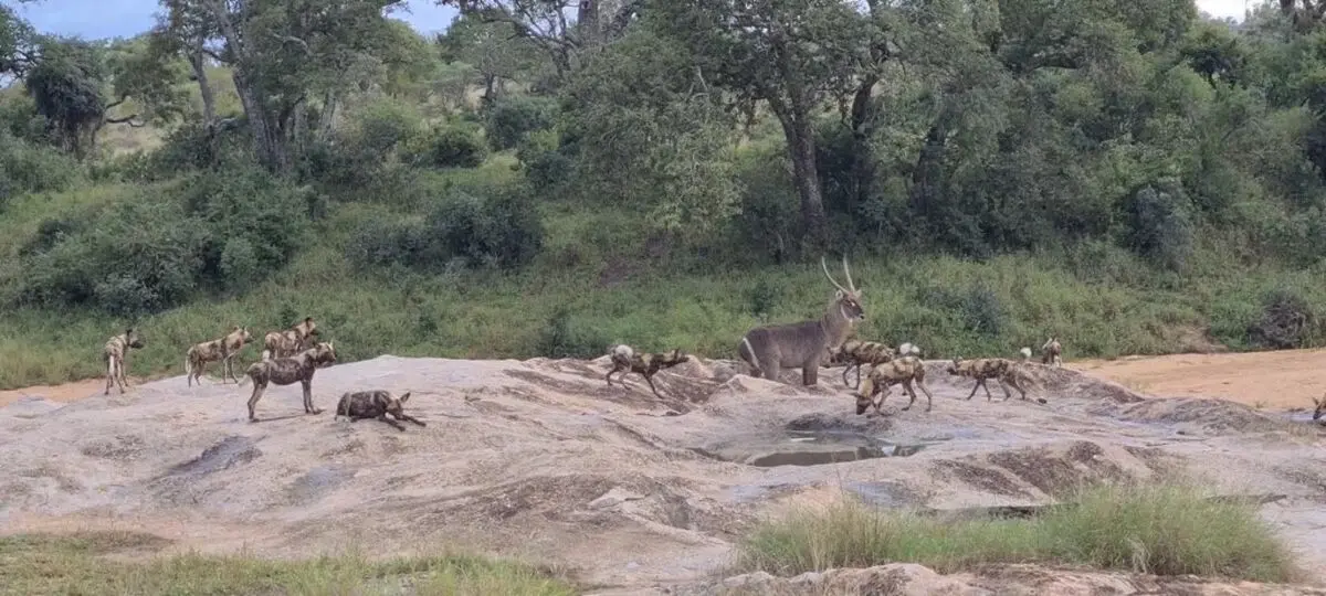 Liam-Todd-wild-dogs-and-waterbuck-20220420_073518.mp4.00_00_21_09.Still001-1024x461-ezgif.com-webp-to-jpg-converter