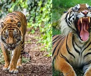 ماجرای عجیب فرار دو ببر درنده از باغ وحش