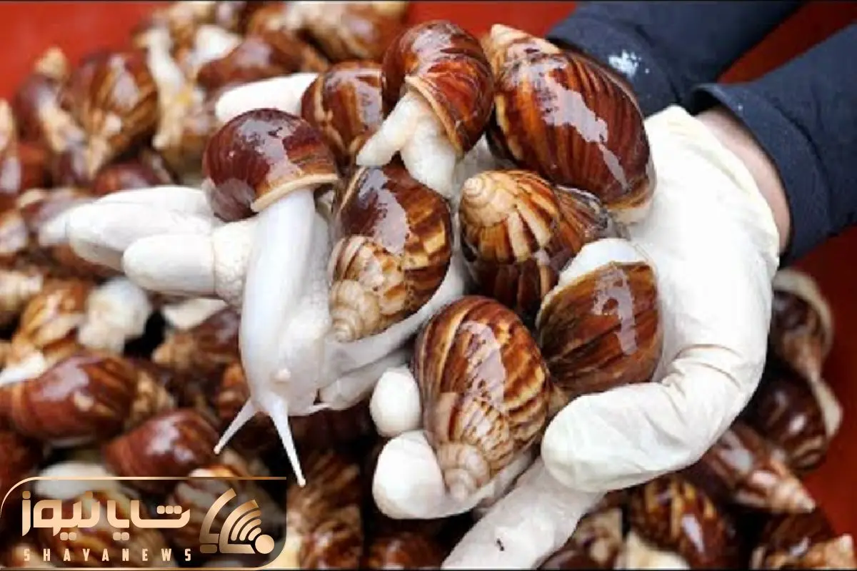 غذای عجیب؛ به حلزونا غذا میده چاق شدن میندازه تو آب از صدف درمیاره با مواد سرخ میکنه