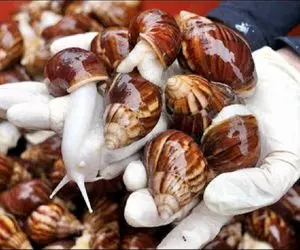 غذای عجیب؛ به حلزونا غذا میده چاق شدن میندازه تو آب از صدف درمیاره با مواد سرخ میکنه