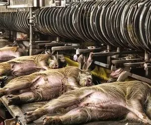 فرآوری خوک؛ خوک سیاه زشتو میذارن تو جای کثیف که زاد و ولد کنه بعدم سلاخیش می کنند