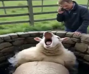 دامداری نوین؛ گوسفند افتاد تو چاه ترسیدن آب آلوده شه قبل تلف شدن با هلیکوپتر درآوردنش