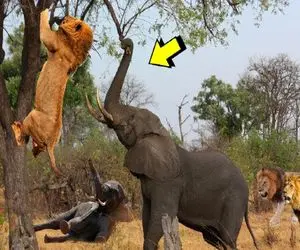 شاهکار حیات وحش؛ شیر سنگدل بعد زخمی کردن فیل کوچولو کارما اومد سراغش مِثله شد