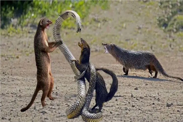 مستند حیات وحش؛ پیتون کابوس  گورکن عسل خواره