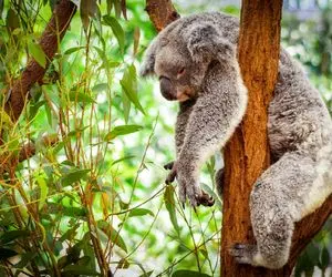 راز بقا؛ کوالای کوچولوی مظلوم توی سیم گیر افتاده بود و این خانم مهربون نجاتش داد! 