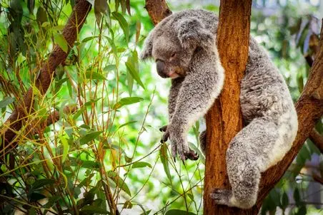 راز بقا؛ کوالای کوچولوی مظلوم توی سیم گیر افتاده بود و این خانم مهربون نجاتش داد! 