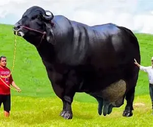 گاوهای باورنکردنی؛ گاو غول سیاه انقدر حجیمه راه که میره گسل فعال میشه