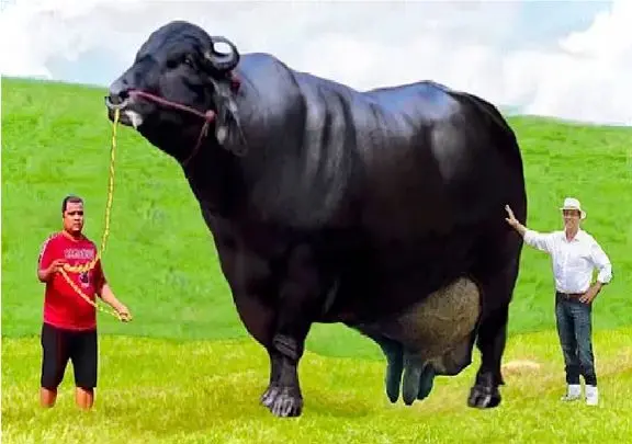 گاوهای باورنکردنی؛ گاو غول سیاه انقدر حجیمه راه که میره گسل فعال میشه