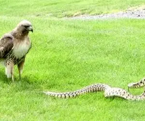 مستند حیات وحش؛ عقاب بی بخار مثل ماست نگاه ماری که بهش حمله کرد میکنه