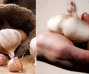 ترفند از بین بردن بوی بد سیر داخل دهان و روی دست؛ اینجوری حلش کن