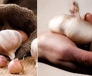 ترفند از بین بردن بوی بد سیر داخل دهان و روی دست؛ خدایی دیوونه کنندست اینجوری حلش کن