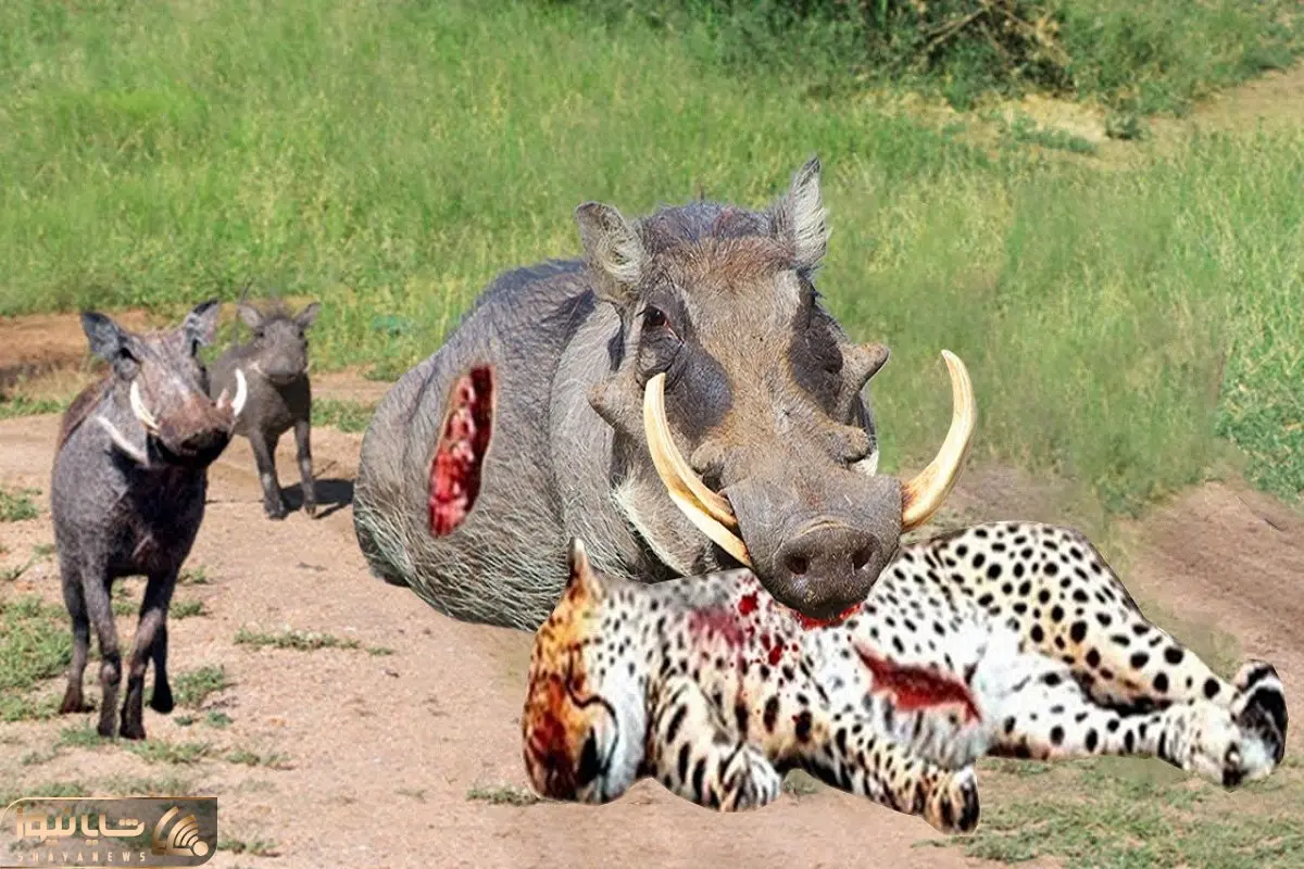 نارام زیان؛ پلنگ لاشخور خواست گراز وحشی و ببلعه اونم دستشو کند یه جا قورت داد