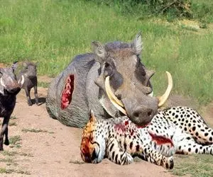 نارام زیان؛ پلنگ لاشخور خواست گراز وحشی و ببلعه اونم دستشو کند یه جا قورت داد