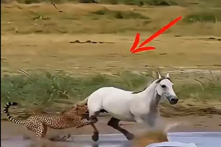معماری طبیعت؛ اسب قرار بود خودش به فنا بره ولی بازی پیچید پلنگ بای بای شد