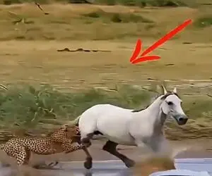 معماری طبیعت؛ اسب قرار بود خودش به فنا بره ولی بازی پیچید پلنگ بای بای شد
