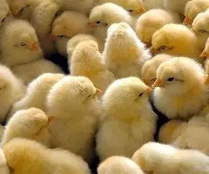 هشدار درباره التهاب مجدد قیمت مرغ در بازار