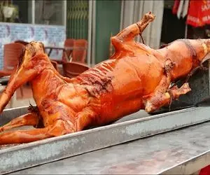 غذای زهرماری؛ سگ نازنازی رو صیقل داد انداخت تو قابلمه بپزه برای درآمد