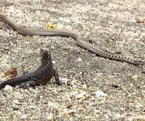 بدایع حیات وحش؛ جدال ددمنشانه ایگوانا با سه مار غول وقتی درونش به آرامی هضم شد