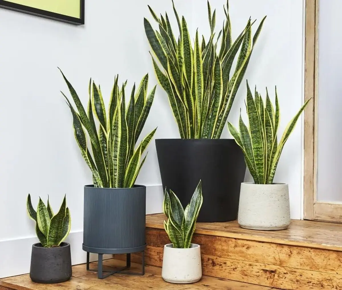 snake-plant-dda326