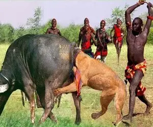 رازبقا؛ بربرها برای نجات جون نوزاد بوفالو شیرو با نیزه شرحه کردن