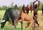 رازبقا؛ بربرها برای نجات جون نوزاد بوفالو شیرو با نیزه شرحه کردن