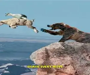 بر مدار وحش؛ بز کره اش رو میندازه کولش پرواز میکنه دست خرس بهشون نرسه